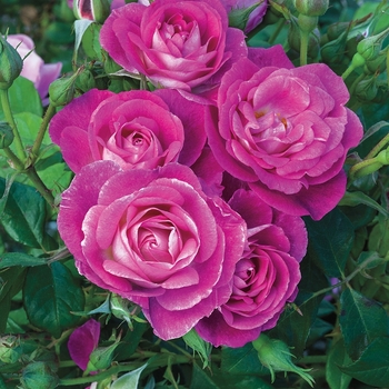 Rosa (Floribunda Rose) - Easy-to-Love® 'Easy to Please™'