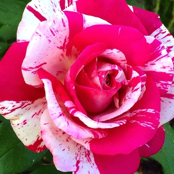 Rosa - 'Neil Diamond' Hybrid Tea Rose