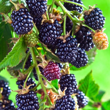Rubus ''Arapaho'' (Blackberry) - Arapaho Blackberry