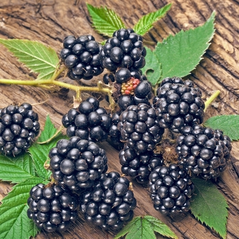 Rubus ''Navaho'' (Blackberry) - Navaho Blackberry