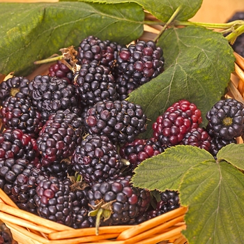 Rubus ''Triple Crown'' (Blackberry) - Triple Crown Blackberry