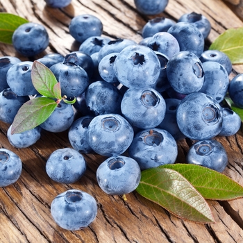 Vaccinium corymbosum ''Bluecrop'' (Blueberry) - Bluecrop Blueberry