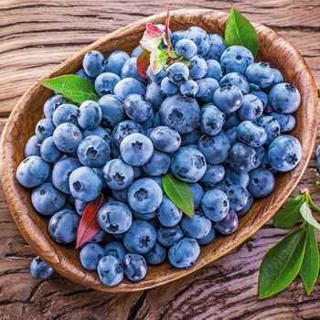 Vaccinium angustifolium ''Blueray'' (Blueberry) - Blueray Blueberry
