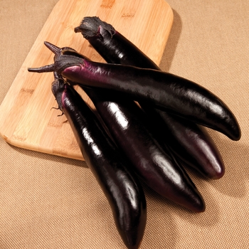 Solanum melongena ''Shikou'' (Eggplant) - Shikou Eggplant