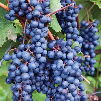 Vitis labrusca ''Concord'' (Grape) - Concord Grape