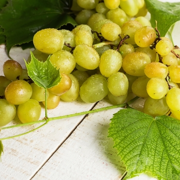 Vitis labrusca ''Himrod'' (Seedless Grape) - Himrod Seedless Grape