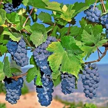 Vitis vinifera ''Mars'' PP5680 (Grape) - Mars Grape