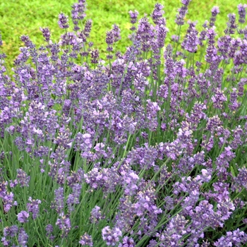 Lavandula angustifolia ''Munstead'' (Lavender) - Munstead Lavender