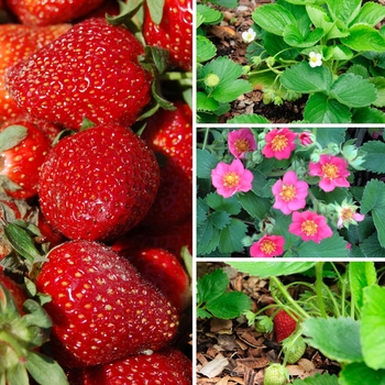 Fragaria Multiple Varieties - Strawberry