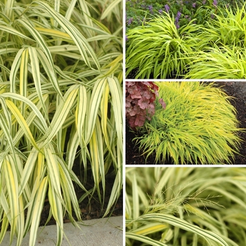 Hakonechloa ''Multiple Varieties'' (Japanese Forest Grass) - Multiple Varieties Japanese Forest Grass