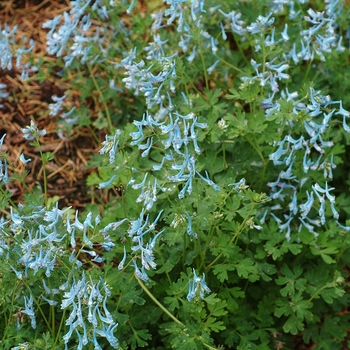 Corydalis flexuosa ''Blue Panda'' (Fumewort) - Blue Panda Fumewort