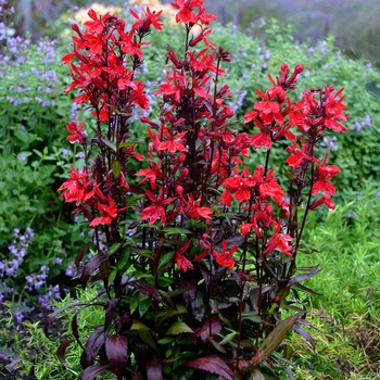 Lobelia speciosa ''Vulcan Red'' (Cardinal Flower) - Vulcan Red Cardinal Flower