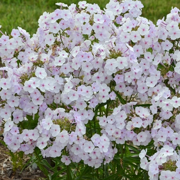 Phlox paniculata ''Fashionably Early Lavender Ice'' PPAF (Garden Phlox) - Fashionably Early Lavender Ice Garden Phlox