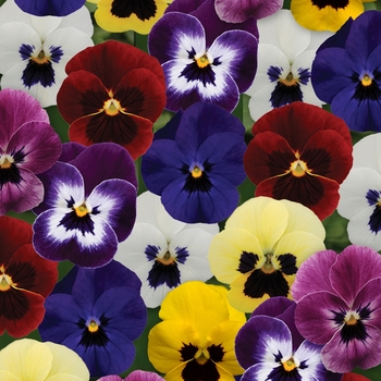 Viola cornuta ''Blotch Mixture'' (Pansy) - Sorbet® XP Blotch Mixture