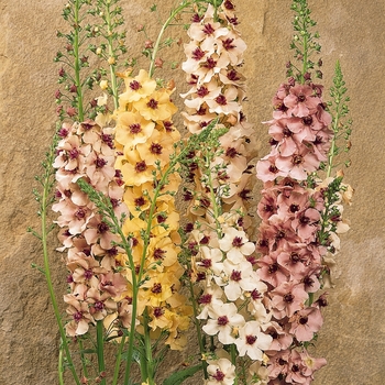 Verbascum ''Southern Charm'' (Mullein) - Southern Charm Mullein