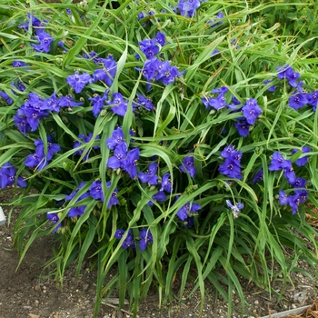 Tradescantia andersonii ''Zwanenburg Blue'' (Spiderwort) - Zwanenburg Blue Spiderwort