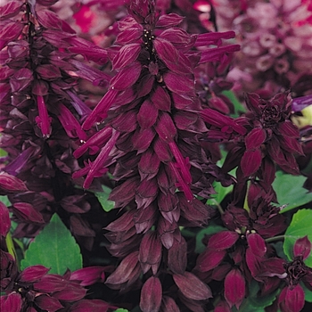 Salvia splendens ''Purple'' (Salvia) - Vista™ Purple