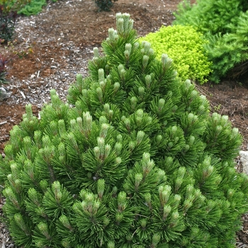 Pinus heldreichii (leucodermis) ''Banderica'' (Bosnian Pine) - Banderica Bosnian Pine