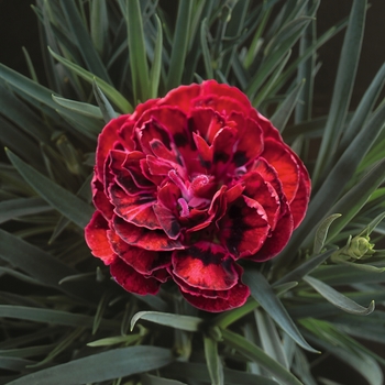 Dianthus caryophyllus 'Super Trouper Butterfly Dark Red' - Butterfly Dark Red Carnation