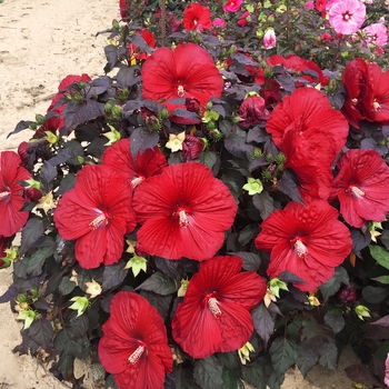 Hibiscus ''Holy Grail'' PPAF (Rose Mallow) - Summerific® Holy Grail