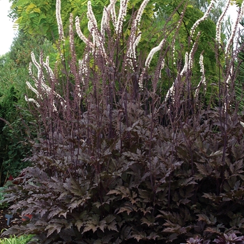 Cimicifuga simplex 'Black Negligee' - Purple-leaf Bugbane