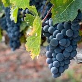 Vitis vinifera ''Zinfandel'' (Grape) - Zinfandel Grape