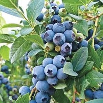Vaccinium ''O''Neal'' (Southern Highbush Blueberry) - O''Neal Southern Highbush Blueberry