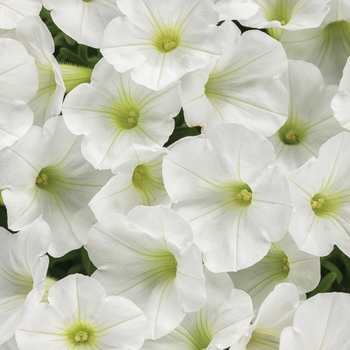 Petunia ''USTUN87002'' PPAF,Can PBRAF (Petunia) - Supertunia® White Charm