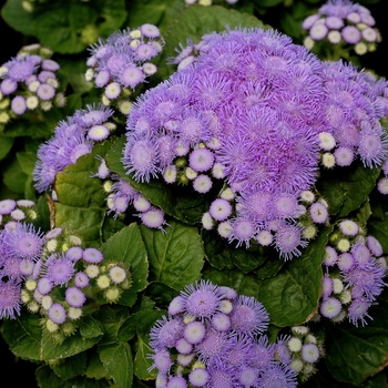 Ageratum houstonianum - ''Aloha Blue'' Floss Flower