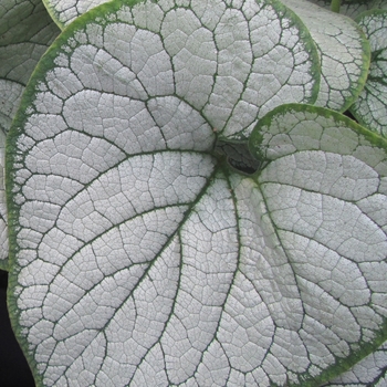 Brunnera macrophylla ''Silver Heart'' (Brunnera) - Silver Heart Brunnera