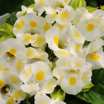 Torenia fournieri ''Kauai Lemon Drop'' (Wishbone Flower) - Kauai Lemon Drop Wishbone Flower