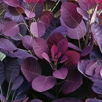 Cotinus coggygria ''COTSIDH5'' - Velveteeny™ Purple Smokebush