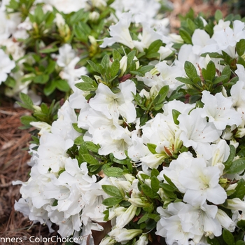 Rhododendron (Reblooming Azalea) - Bloom-A-Thon® 'White'