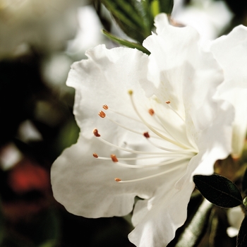 Rhododendron (Azalea) - Encore® 'Autumn Angel®'