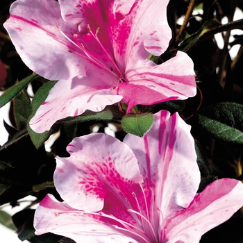 Rhododendron (Azalea) - Encore® 'Autumn Twist®'
