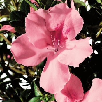 Rhododendron (Azalea) - Encore® 'Autumn Debutante®'