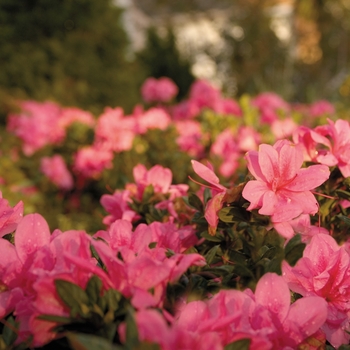 Rhododendron (Azalea) - Encore® 'Autumn Empress™'