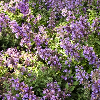 Nepeta x faassenii ''Cat''s Meow'' PP24472, Can 5098 (Catmint) - Cat''s Meow Catmint