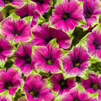 Petunia ''DCASPITAYA'' PP27999, Can PBRAF (Petunia) - Supertunia® Picasso in Purple®