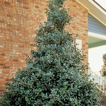 Ilex ''Conin'' PP9486 (Red Holly) - Robin™ Red Holly