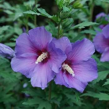 Hibiscus syriacus ''Minsybv3s01'' PP33180 (Rose of Sharon) - Rose of Sharon