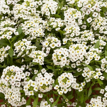 Lobularia ''White'' (Alyssum) - North Face™ White