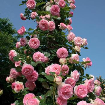 Rosa ''Meiviolin'' (Climbing Rose) - Eden Climber® Climbing Rose
