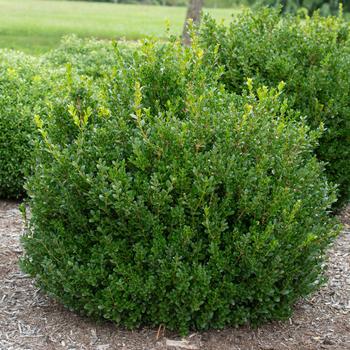 Buxus microphylla PP24703 - ''Little Missy'' Boxwood
