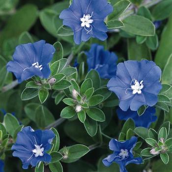 Evolvulus nuttallianus ''Blue Daze'' (Blue Daze) - Blue Daze Blue Daze