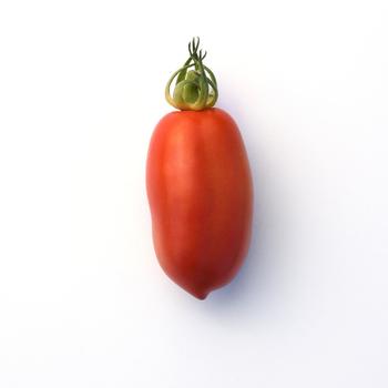 Lycopersicon esculentum - 'San Marzano' Tomato