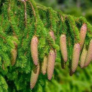 Picea abies ''Acrocona'' (Norway Spruce) - Acrocona Norway Spruce