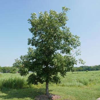 Quercus macrocarpa (Bur Oak) - Bur Oak