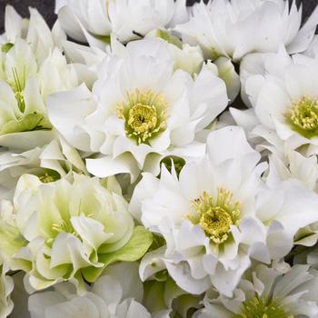 Helleborus (Lenten Rose) - Wedding Party® Wedding Bells