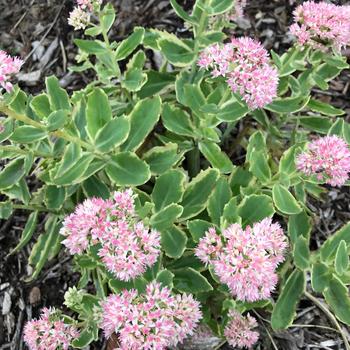 Sedum telephium ''Frosted Fire'' (Stonecrop) - Frosted Fire Stonecrop
